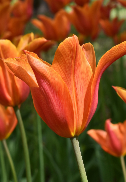 Lelie tulpen online bestellen bij deOosteindeOnline.nl Lelie tulpen online bestellen bij deOosteindeOnline.nl