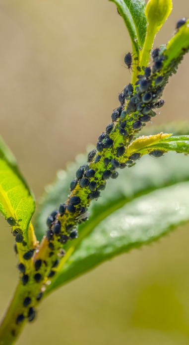 Biologisch luizen bestrijden? deOosteindeOnline.nl helpt je!