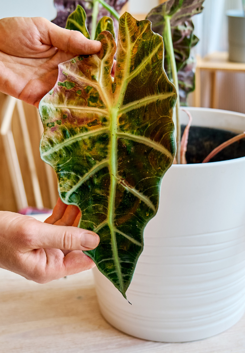 Luizen op je kamerplant? deOosteindeOnline.nl helpt je! Luizen op je kamerplant? deOosteindeOnline.nl helpt je!