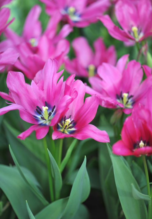 Meerbloemige tulpen online bestellen bij deOosteindeOnline.nl Meerbloemige tulpen online bestellen bij deOosteindeOnline.nl