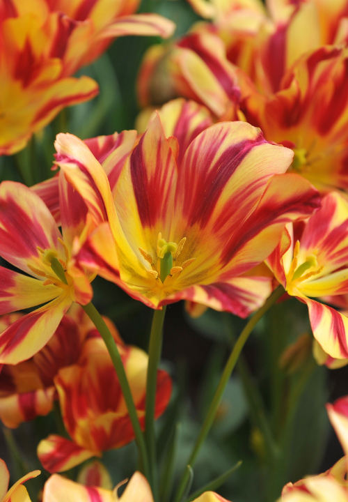 Meerbloemige tulpen online bestellen bij deOosteindeOnline.nl Meerbloemige tulpen online bestellen bij deOosteindeOnline.nl