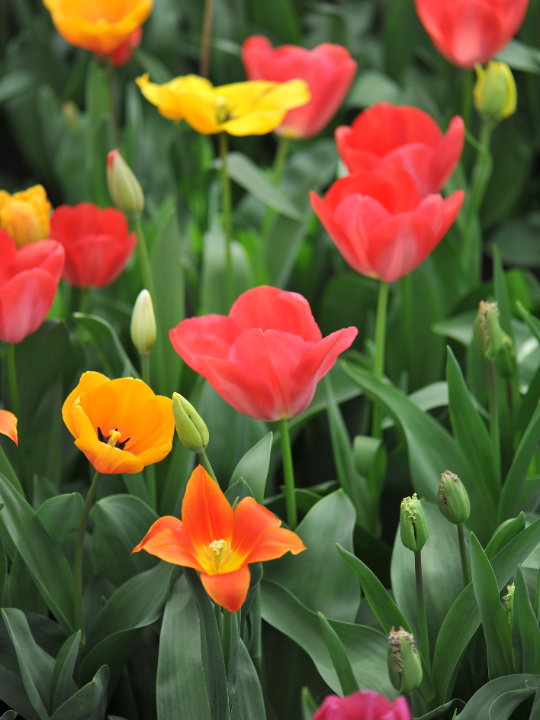 Tulipa mix | deOosteindeOnline.nl