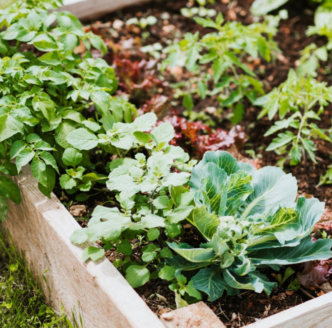 Makkelijke moestuin starten? deOosteindeOnline.nl helpt je!