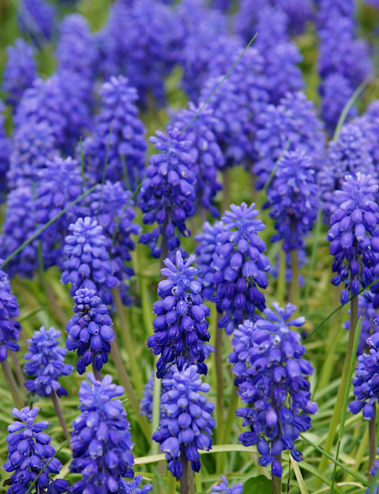 Muscari (blauw druifje) | deOosteindeOnline.nl