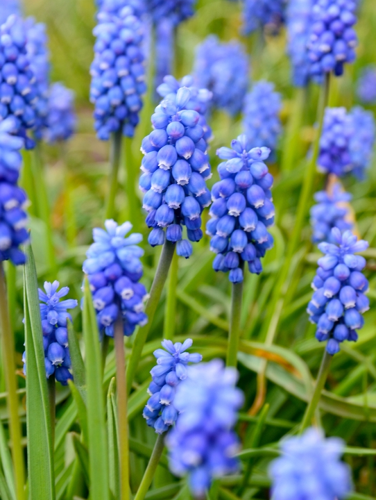 Muscari | deOosteindeOnline.nl