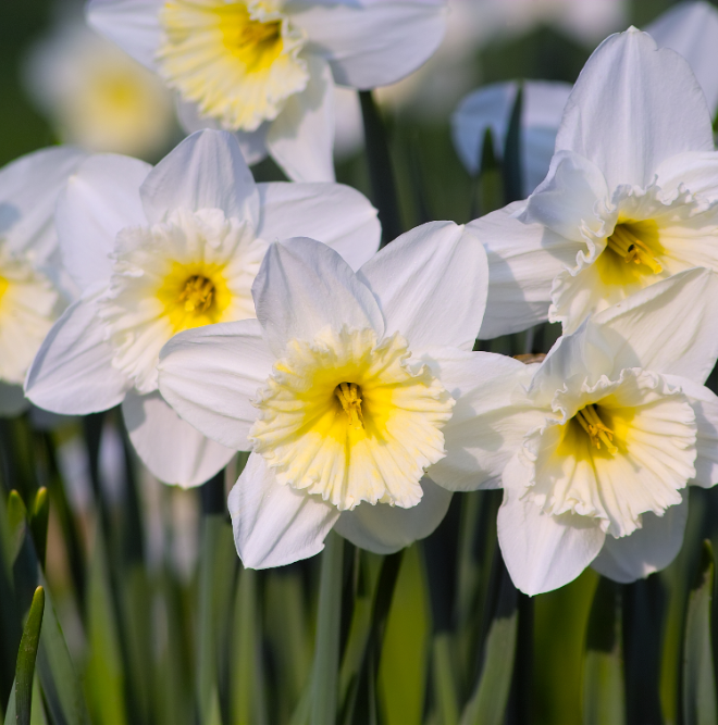 Narcis soorten kopen | deOosteindeOnline.nl