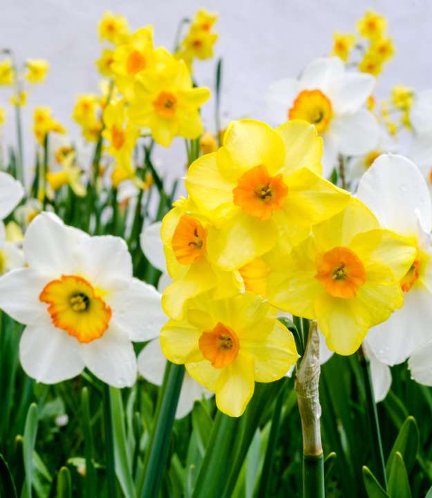 Narcis soorten kopen | deOosteindeOnline.nl