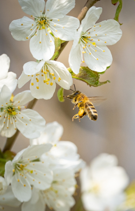 Online bijvriendelijke tuinplanten kopen | deOosteindeOnline.nl