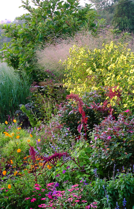 Online vaste tuinplanten kopen | deOosteindeOnline.nl