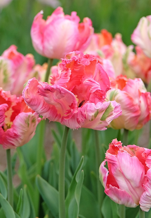 Parkiettulpen online bestellen bij deOosteindeOnline.nl Parkiettulpen online bestellen bij deOosteindeOnline.nl