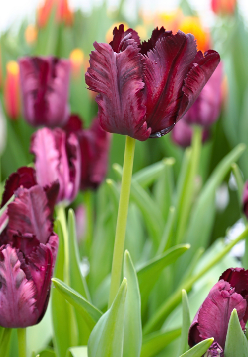 Parkiettulpen online bestellen bij deOosteindeOnline.nl Parkiettulpen online bestellen bij deOosteindeOnline.nl