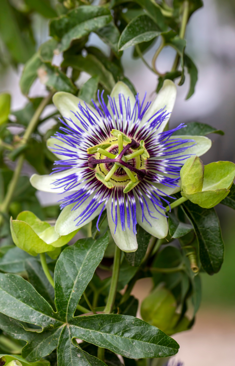 Online passieflora kopen op deOosteindeOnline.nl.