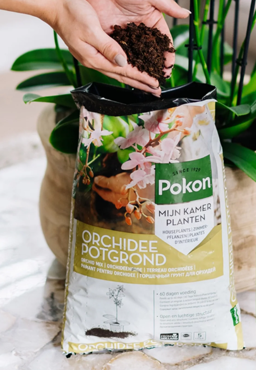 Kamerplanten potgrond | deOosteindeOnline.nl Kamerplanten potgrond | deOosteindeOnline.nl