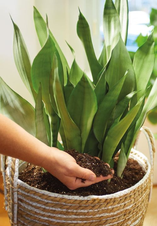 Kamerplanten potgrond | deOosteindeOnline.nl Kamerplanten potgrond | deOosteindeOnline.nl