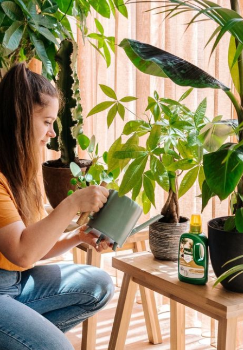 Kamerplantenvoeding | deOosteindeOnline.nl