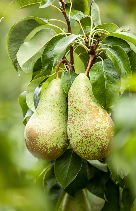 Perenboom kopen doe je op deOosteindeOnline.nl!