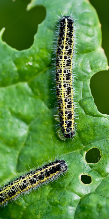 Biologisch rupsen bestrijden? deOosteindeOnline.nl helpt je!