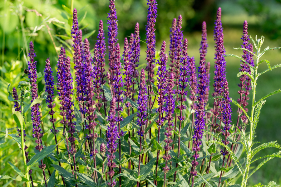 Salvia nemorosa ‘Caradonna’