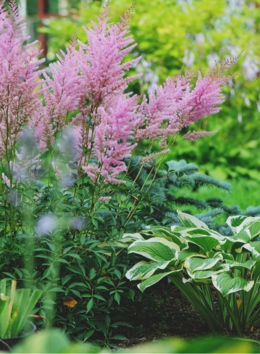 Schaduwplanten kopen | deOosteindeOnline.nl