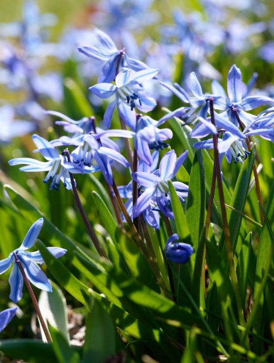 Scilla | deOosteindeOnline.nl