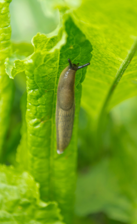 Makkelijke moestuin starten? deOosteindeOnline.nl helpt je!