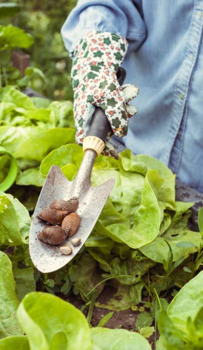 Biologisch tuinieren | deOosteindeOnline.nl