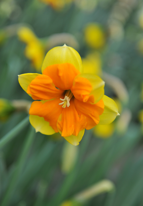 Spleetkronige Narcissus online bestellen bij deOosteindeOnline.nl