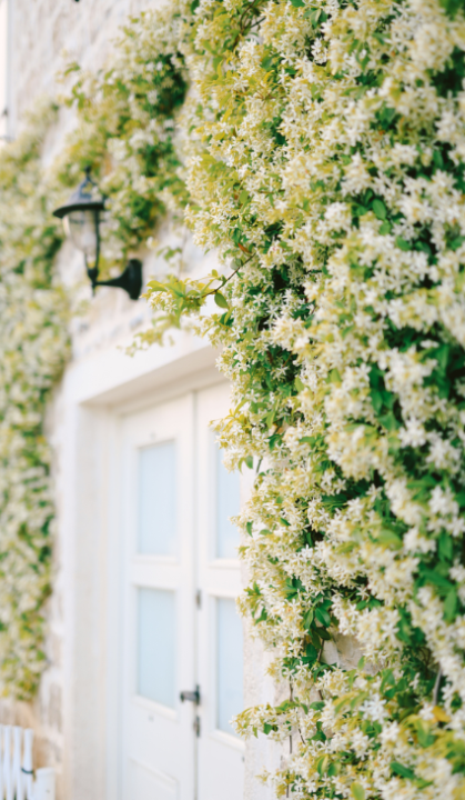 Online een Trachelospermum Jasminoides kopen? Je doet het bij deOosteindeOnline.nl!