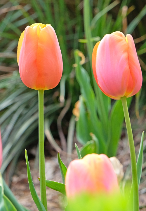 Triumph tulpen online bestellen bij deOosteindeOnline.nl Triumph tulpen online bestellen bij deOosteindeOnline.nl