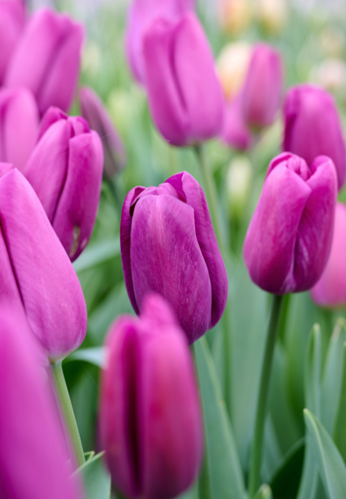 Triumph tulpen online bestellen bij deOosteindeOnline.nl Triumph tulpen online bestellen bij deOosteindeOnline.nl