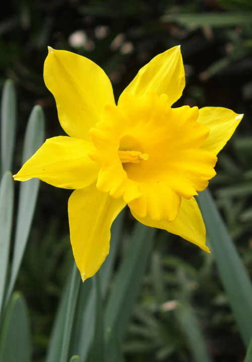 Trompet Narcissus online bestellen bij deOosteindeOnline.nl