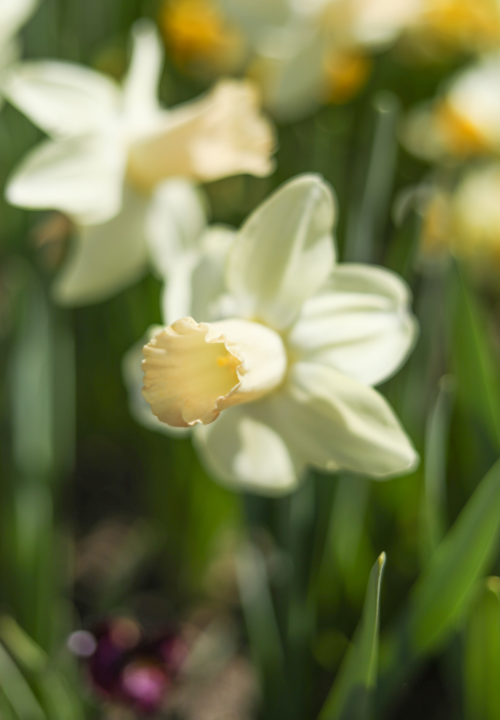 Trompet Narcissus online bestellen bij deOosteindeOnline.nl