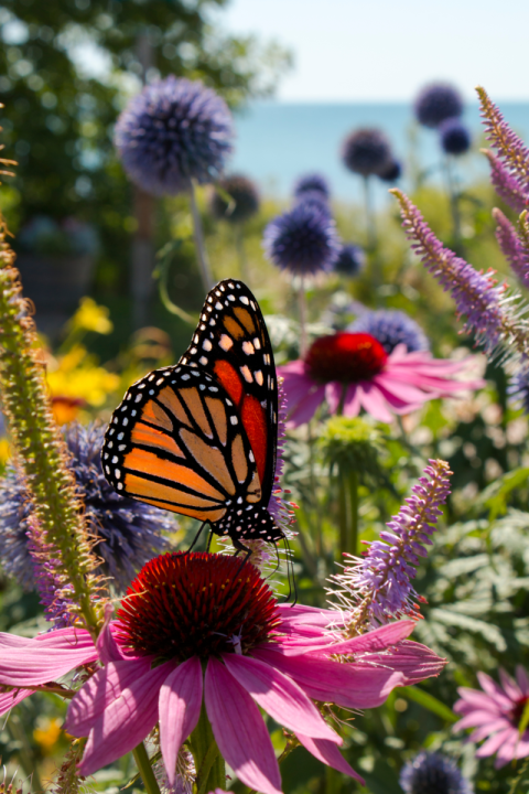 Online tuinplanten kopen | deOosteindeOnline.nl