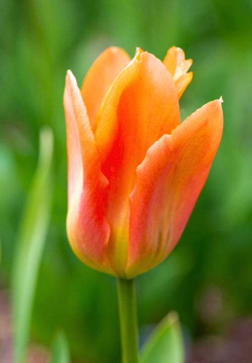 Fosteriana tulpen online bestellen bij deOosteindeOnline.nl