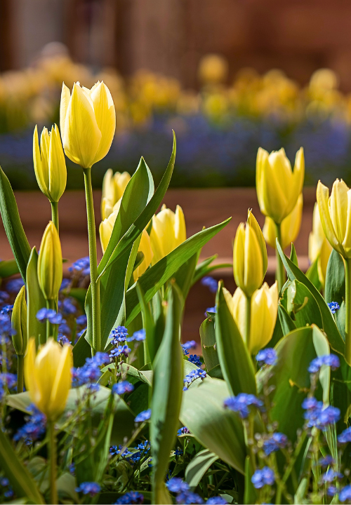 Fosteriana tulpen online bestellen bij deOosteindeOnline.nl