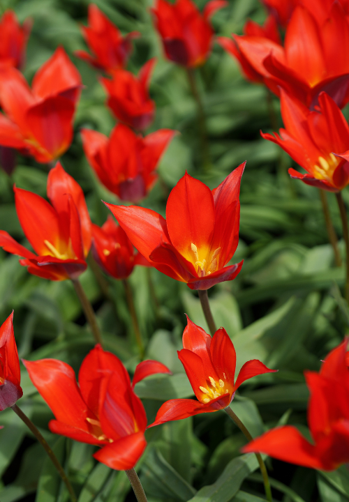 Kaufmanniana tulpen online bestellen bij deOosteindeOnline.nl Kaufmanniana tulpen online bestellen bij deOosteindeOnline.nl