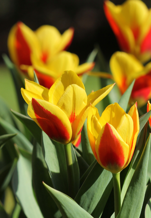 Kaufmanniana tulpen online bestellen bij deOosteindeOnline.nl Kaufmanniana tulpen online bestellen bij deOosteindeOnline.nl