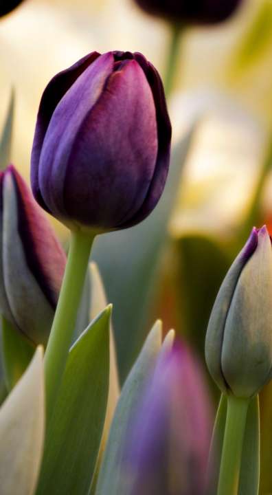 Tulpenbollen kopen | deOosteindeOnline.nl