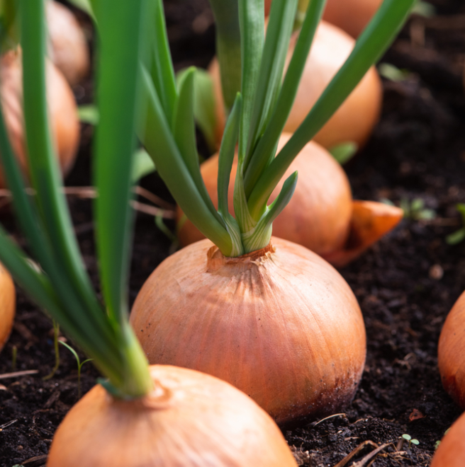 Makkelijke moestuin starten? deOosteindeOnline.nl helpt je!