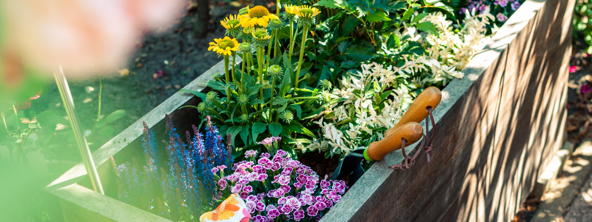 April is dé maand om vaste planten te planten!