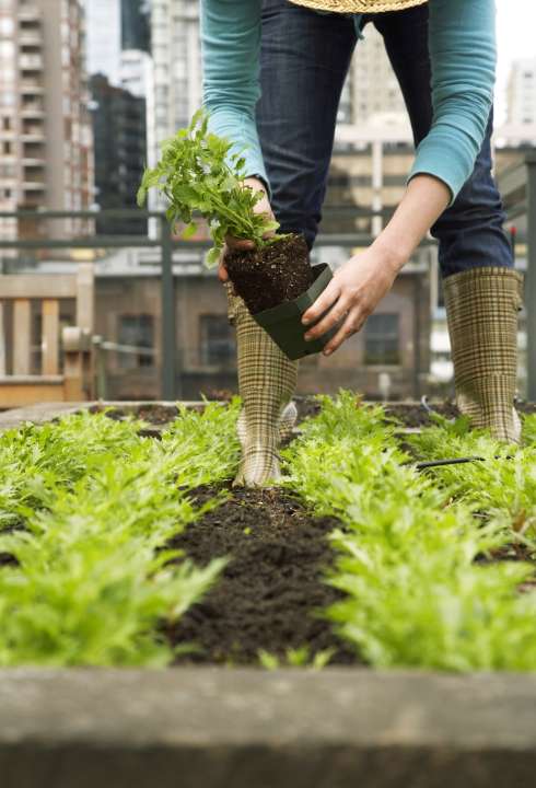 Vegan tuinieren? deOosteindeOnline.nl helpt je!