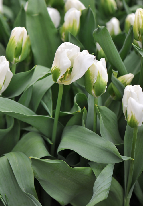 Viridiflora tulp online bestellen bij deOosteindeOnline.nl Viridiflora tulp online bestellen bij deOosteindeOnline.nl