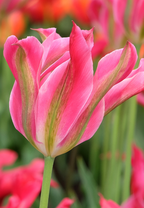 Viridiflora tulp online bestellen bij deOosteindeOnline.nl Viridiflora tulp online bestellen bij deOosteindeOnline.nl