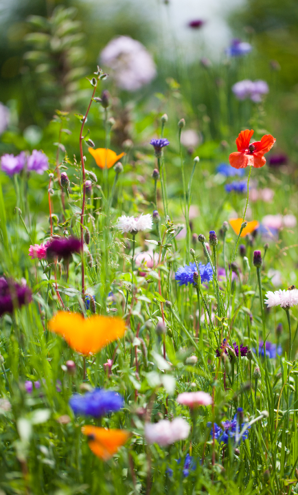 Biologische bloemzaden voor de moestuin kopen? Je vindt ze op deOosteindeOnline.nl!