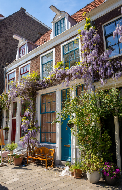 Online Wisteria kopen op deOosteindeOnline.nl.