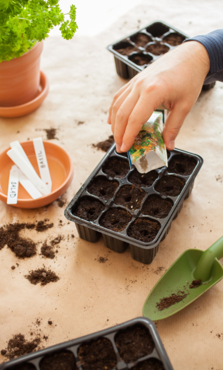 Zaden voor de moestuin kopen? deOosteindeOnline.nl helpt je!