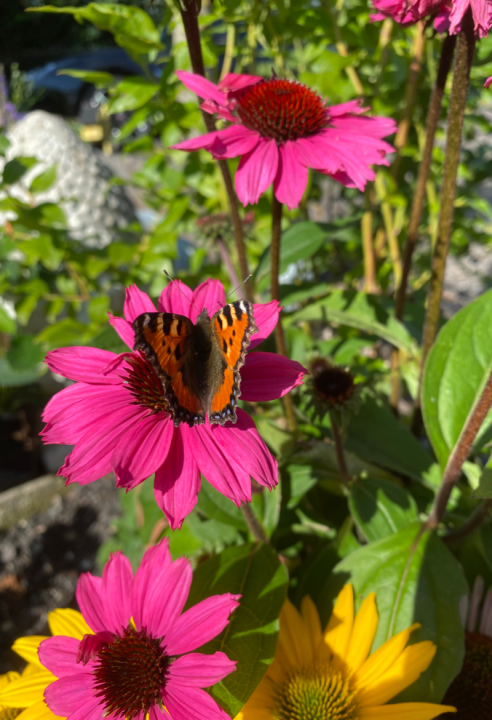 Zomerbloeiers kopen | deOosteindeOnline.nl