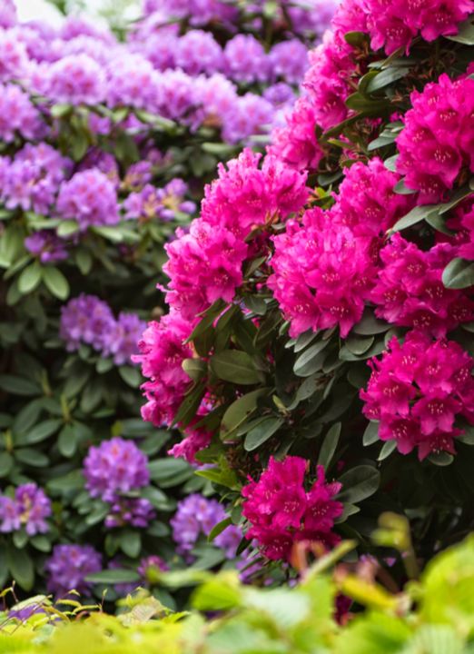 Mest voor hortensia, azalea of rhododendrons online kopen | deOosteindeOnline.nl