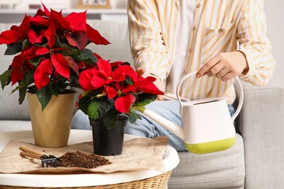 De 5 mooiste kerstplanten voor binnen