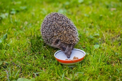 Maak de tuin egelvriendelijk